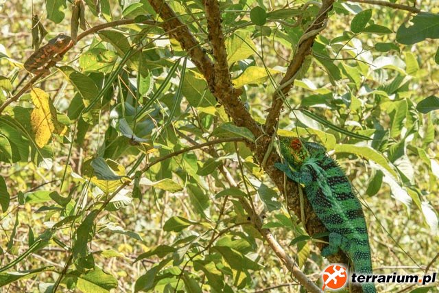 Furcifer pardalis Ambanja Furcifer pardalis Ambanja