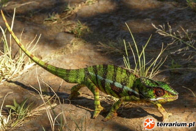 Furcifer pardalis Diego Suarez