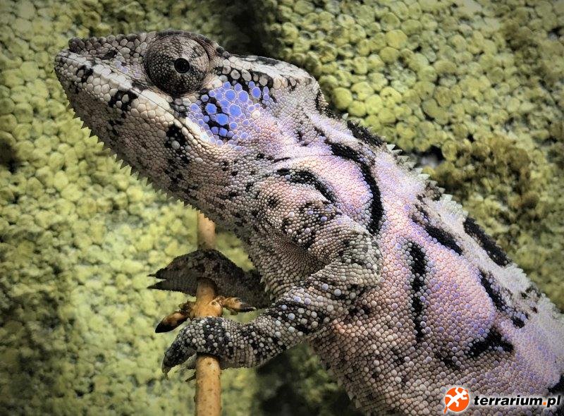 Furcifer pardalis Ambilobe female