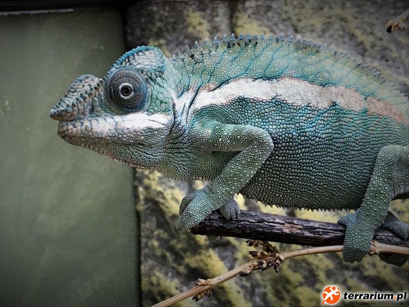 Furcifer pardalis Ankaramy male   green phase