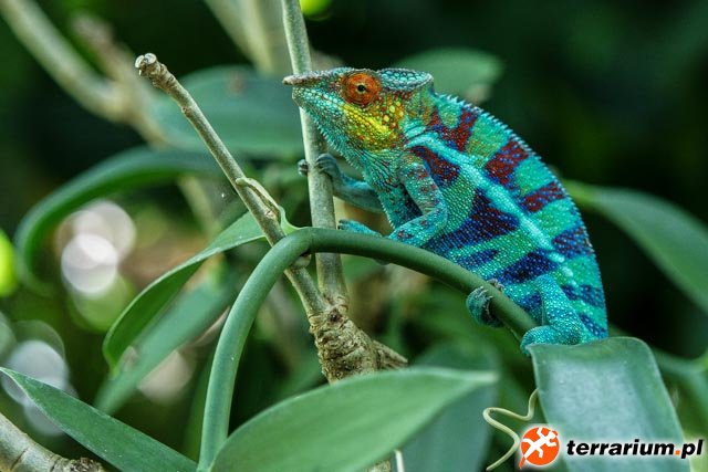 Furcifer pardalis Ambanja