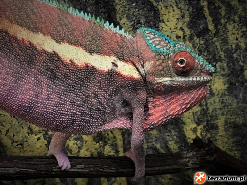Furcifer pardalis Ankaramy Pink