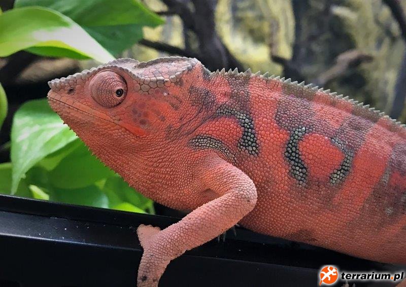 Furcifer pardalis   blue Bar Ambilobe female  (2)