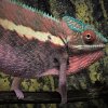 Furcifer pardalis Ankaramy Pink