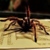 Grammostola rosea red