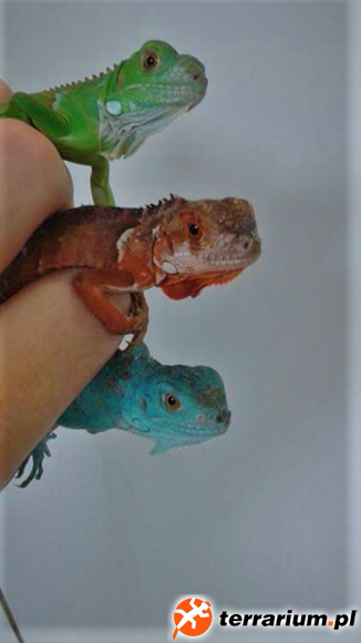 Tri colour iguanas