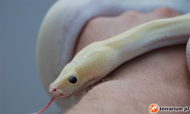 Ivory het blond posshet albino