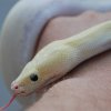 Ivory het blond posshet albino