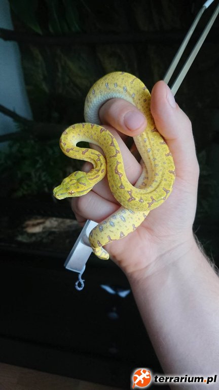 Morelia viridis