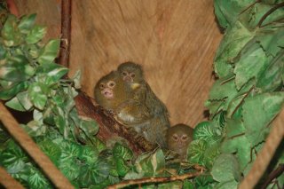 miesieczne pigmejki miesieczne pigmejki