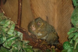 miesięczne pigmejki miesięczne pigmejki