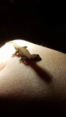 Gekon płaczacy Gekon płaczacy