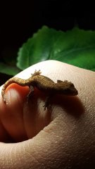 Gekon płaczacy Gekon płaczacy