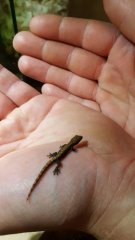 Gekon płaczacy Gekon płaczacy