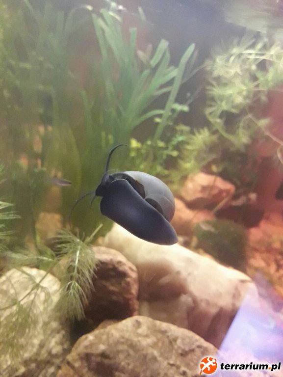Ampularia Blue