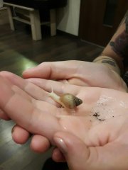 Achatina fulica albino