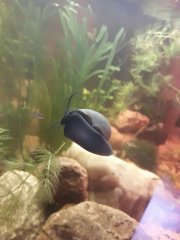 Ampularia Blue
