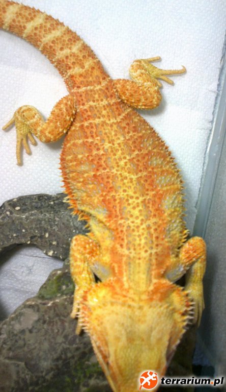 Quentino