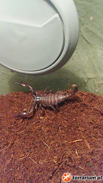 Skorpion