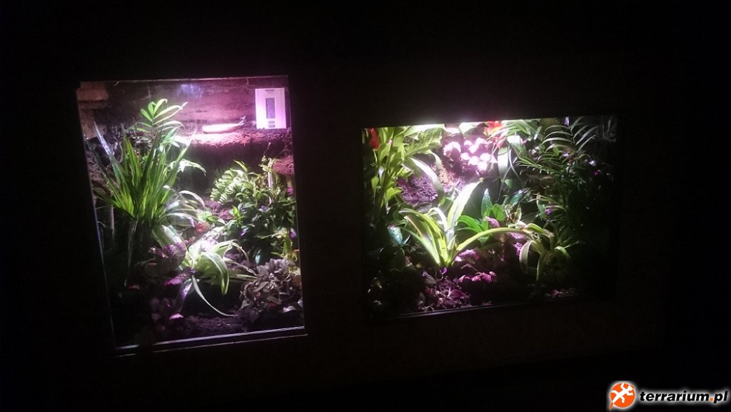 55/60/70 + 65/60/70