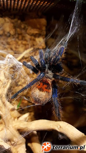 Chromatopelma cyaneopubescens L5