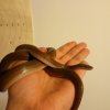 Loki - Lamprophis fuliginosus