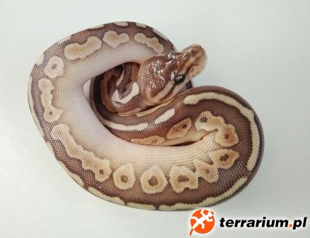 3  - lesser cinnamon