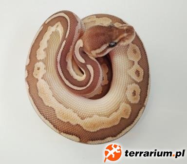 1 - lesser cinnamon