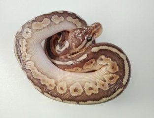 3 - lesser cinnamon 3 - lesser cinnamon