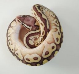 7 - pastel lesser 7 - pastel lesser