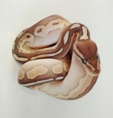 4 - lesser cinnamon 4 - lesser cinnamon