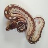 10 - cinnamon lesser