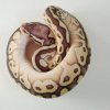 7 - pastel lesser