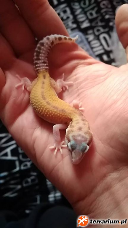 6 Raptor [W&Y giant raptor X eclipse Het tremper] 2