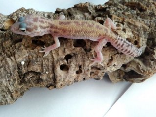 749692931 8 644x461 gekony lamparcie raptor 2018  rev010
