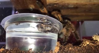 Tarantula drink water