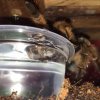 Tarantula drink water