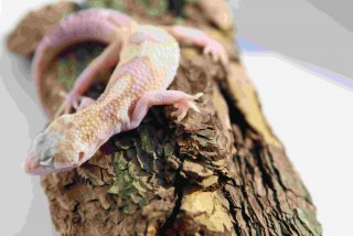 MS Temper Albino Eclipse het. DB 2