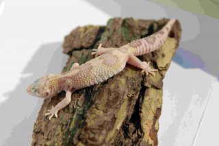 MS Temper Albino Eclipse het. DB 1