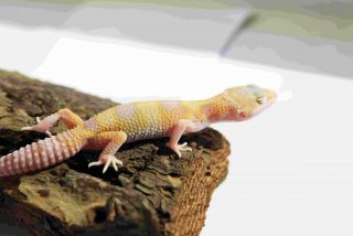 MS Temaper Albino Eclipse Het DB 2 01