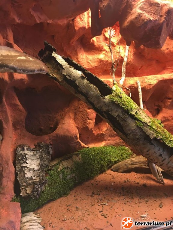 gallery_102085_4590_105165.jpg