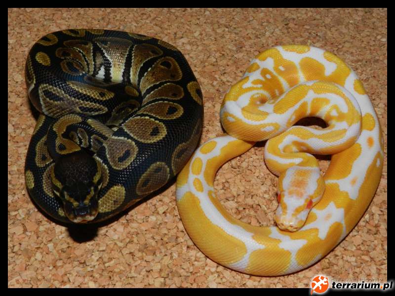 normal&hc albino