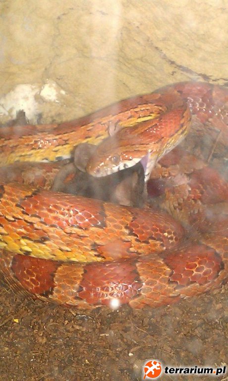 Pantherophis guttatus