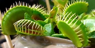 Muchołówka Amerykańska (dionaea muscipula) "red-green"