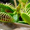 Muchołówka Amerykańska (dionaea muscipula) "red-green"