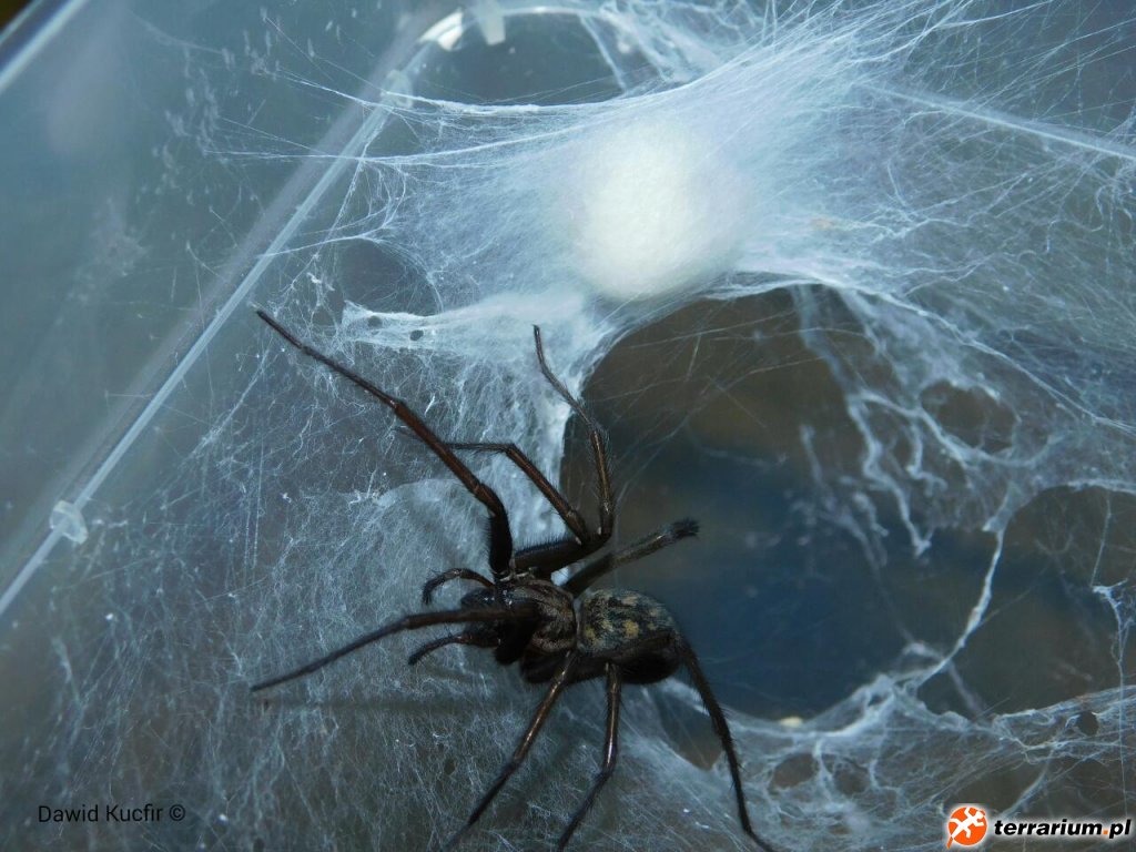 Dorosła samica Eratigena atrica z kokonem Dorosła samica Eratigena atrica z kokonem