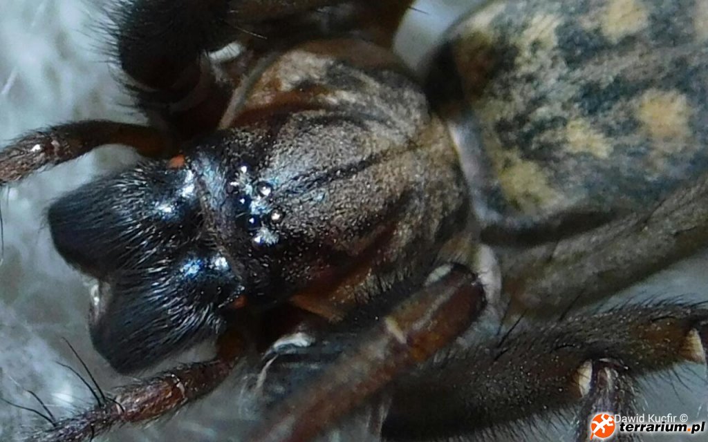Dorosła samica Eratigena atrica Dorosła samica Eratigena atrica