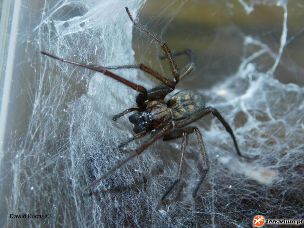 Dorosła samica Eratigena atrica