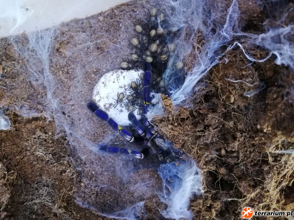 Poecilotheria Metalica z kokonem