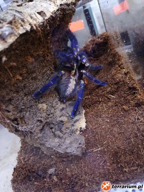 Poecilotheria Metalica